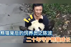 熊猫背后的饲养员之陈波，是最温柔的奶爸，二十年守护熊猫成长视频封面