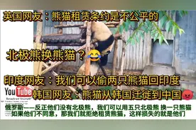 外网热评熊猫，俄罗斯网友：我们用五只北极熊换一只熊猫。视频封面