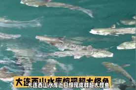 大连西山水库惊现巨型怪鱼！