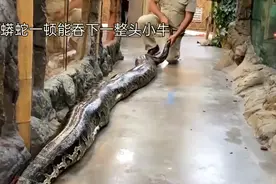 蟒蛇的消化奇观：心脏扩张与白色血液的秘密视频封面