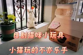 自制猫咪小玩具，小猫玩的不亦乐乎视频封面