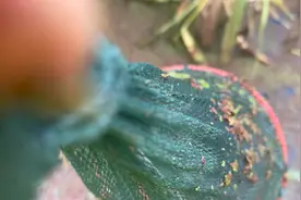 收地笼，放入新鲜猪肝，看看收获如何视频封面