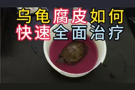 乌龟腐皮腐甲如何快速全面治疗，简单有效快速处理办法，三天治好视频封面