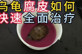乌龟腐皮腐甲如何快速全面治疗，简单有效快速处理办法，三天治好