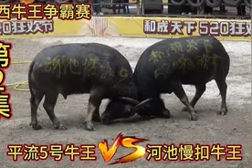 平流5号牛王VS河池慢扣牛王，激烈震撼刺激功夫牛王巅峰对决视频封面