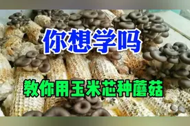 农村常见的玉米芯不要扔，可以用来种平菇，今天教你种植方法视频封面