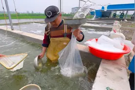 斧头湖放流鱼苗，暂时搞不成！正好买300万尾鲫鱼，放到小鱼塘！视频封面