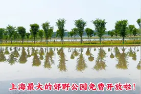 上海最大的郊野公园免费开放啦！很多人都没去过这里，游玩好去处视频封面