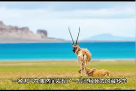 发现死藏羚羊欲拔角，同伴制止：拔羊角违法吗？视频封面