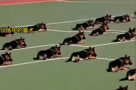太震撼了！警犬服从性训练，每一只都是英雄，比人还聪明视频封面