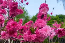 泉城公园碧桃园繁花争艳，宛若人间仙境，呈现视觉的饕餮盛宴视频封面