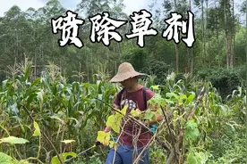 今天老公把菜地都喷了除草剂，晚餐又吃猪肉炒黄瓜，怎么都吃不腻视频封面