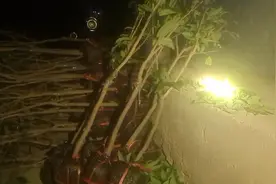 2公分仙进奉荔枝苗视频封面