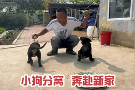 两个月大的罗威纳幼犬即将分窝，给找了一个好家庭，愿狗生幸福视频封面