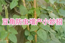 种植豆角在开花结果期，给它喷上这三物，杀虫防病又增产视频封面