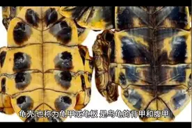 龟壳的功效与作用视频封面