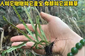 大名鼎鼎的嗷嗷叫是个宝被人当成草有人叫它肾精草化石草你叫它啥视频封面