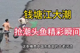 钱塘江大潮抢潮头鱼，跑位精准，眼疾手快，一套动作行云流水视频封面