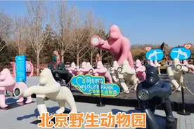 北京大兴野生动物园，这样玩才是最合适的路线视频封面