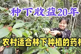 种1次连续收益20年，利润还逐年升高，适合林下种植，建议收藏视频封面