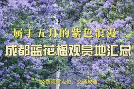 属于五月的紫色浪漫，成都蓝花楹观赏地汇总，附交通攻略视频封面