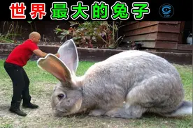 世界上最大的兔子堪比人类，每年食物花费25000元人民币！视频封面