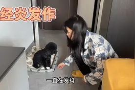 泰迪神经炎一碰就尖叫，雯雯想要给她做核磁共振，没料到要3000多视频封面