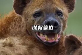 谋权篡位视频封面