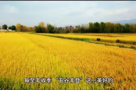 #珍惜粮食#世界粮食日，什么是"五谷"视频封面