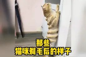 那些猫咪剃毛后都长什么样？