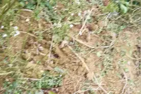 下雪了，我们家的辣椒树还挂了辣椒，够吃一餐。意外的惊喜。