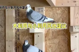 结婚择日最终揭秘：大利月与小利月，如何选对结婚吉日视频封面