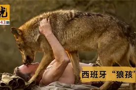 班牙真实“狼孩”，与狼群同吃同睡12年，至今无法适应人类生活视频封面