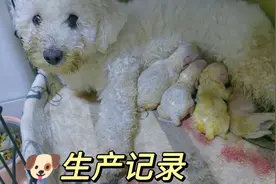 第一次见证狗狗生产全部过程，真的深受触动，与生俱来的伟大母性视频封面