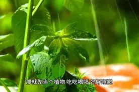 如果你的心情生病了，就把自己先当个植物，吃吃喝喝视频封面