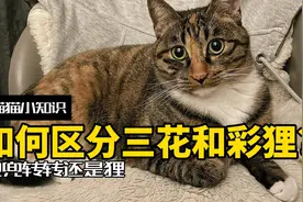全网一半的三花确诊彩狸？两者到底有什么区别？