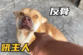 大黄狗犯错被主人揍，没想突然转头暴怒吼主人，这狗还能继续养吗视频封面