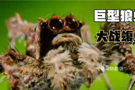 世界上最大的蜘蛛（巨型狼蛛）与毒蛇开战，谁能笑到最后？视频封面