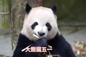 一见美兰误终生的大熊猫五一，还欠缘小一条毛裤视频封面