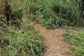 保龟位视频封面