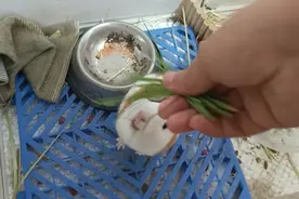 割麦草喂猪视频封面