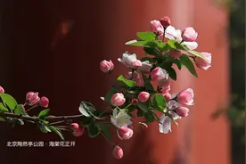 清明｜春意陶然 北京陶然亭公园海棠花已陆续绽放！视频封面