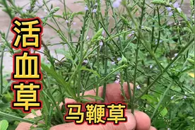 农村路边遇到一片马鞭草，老人们又称为活血草，你知道它的价值吗视频封面