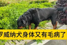 护卫犬肚子抽动，大家看看正不正常？视频封面