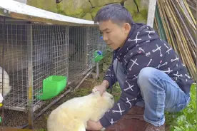 学会摸胎了，肚子里面一大坨一大坨的😝应该是要生了，产箱准备。视频封面