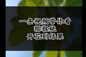 一条视频带你看猕猴桃开花到结果视频封面