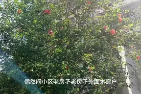 小区里面花草格外美，路的尽头有几栋老房子角落防空洞诉说以前事视频封面