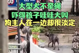 大型犬不牵绳，吓得孩子哇哇大叫，狗主人在一旁却很淡定视频封面