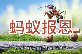 民间故事蚂蚁报恩，行善积德从点滴做起，心成善念，终有善报视频封面