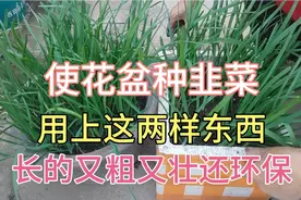 使花盆种韭菜，用上这两样东西，长的又粗又壮不生病，还环保视频封面